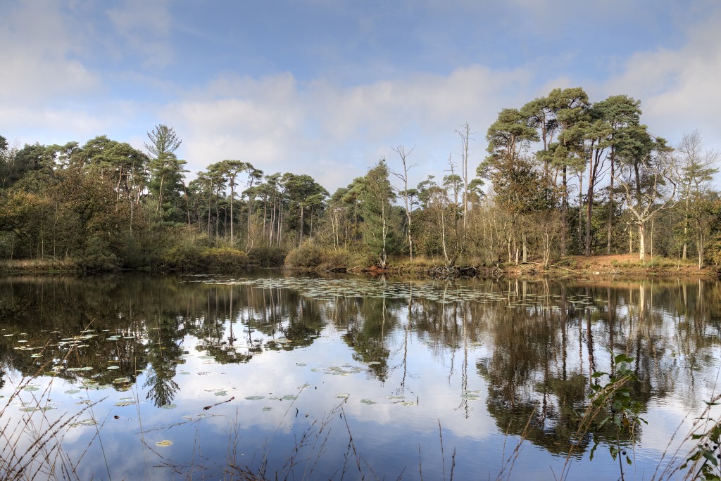 Oisterwijkse Bossen en Vennen Kampina natuurgebied natuur oisterwijk Nationaal park Landschap Het Groene Woud hei heide bossen natuurmonumenten brabant baronie boswachterij dorst